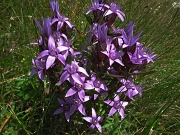 31 genzianella germanica (Gentiana germanica)...